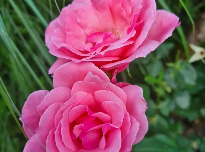 Arosa Séjour à la campagne